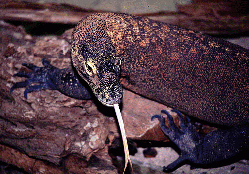 Komodo Dragon