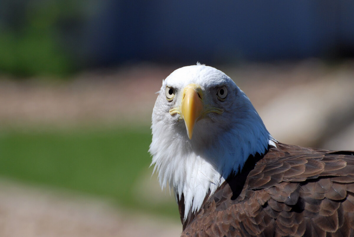 Cheyenne the Bald Eagle