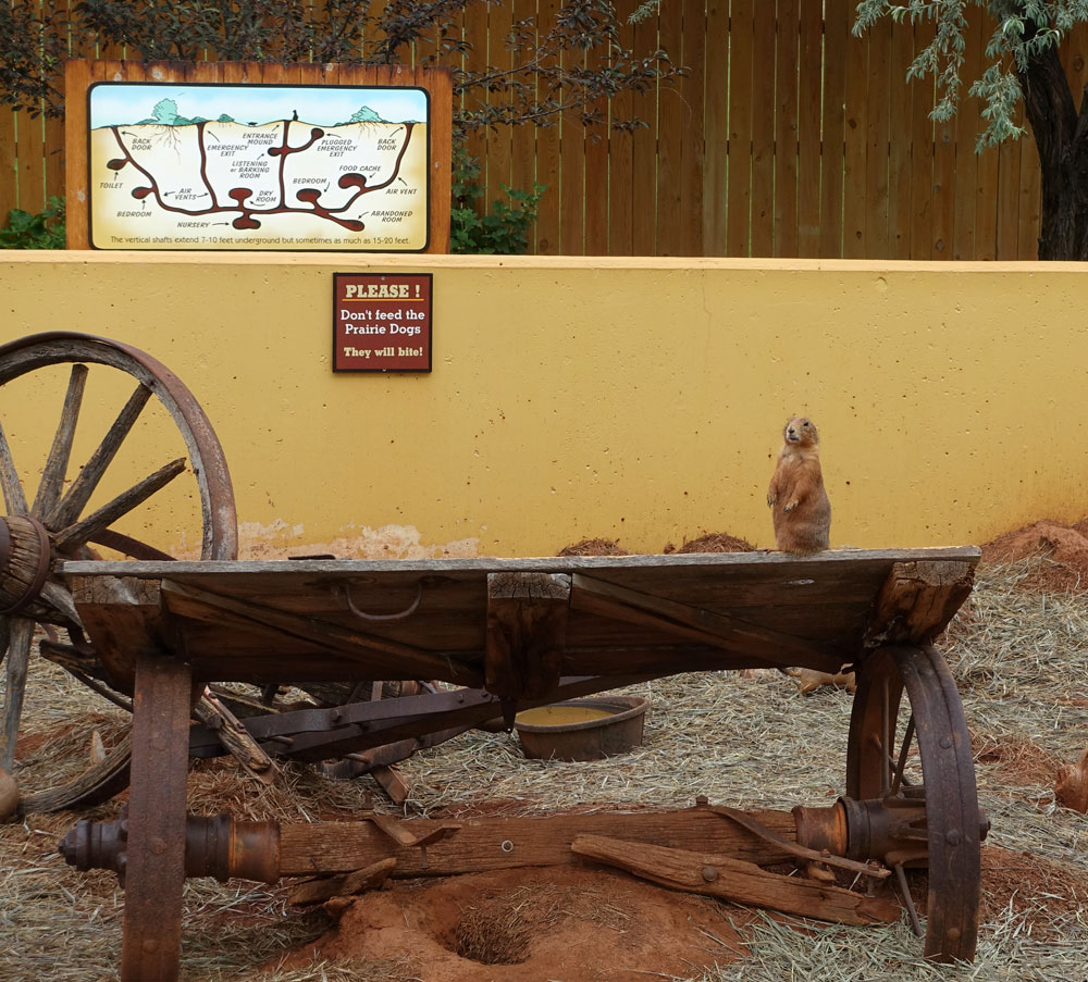 Prairie Dog Town