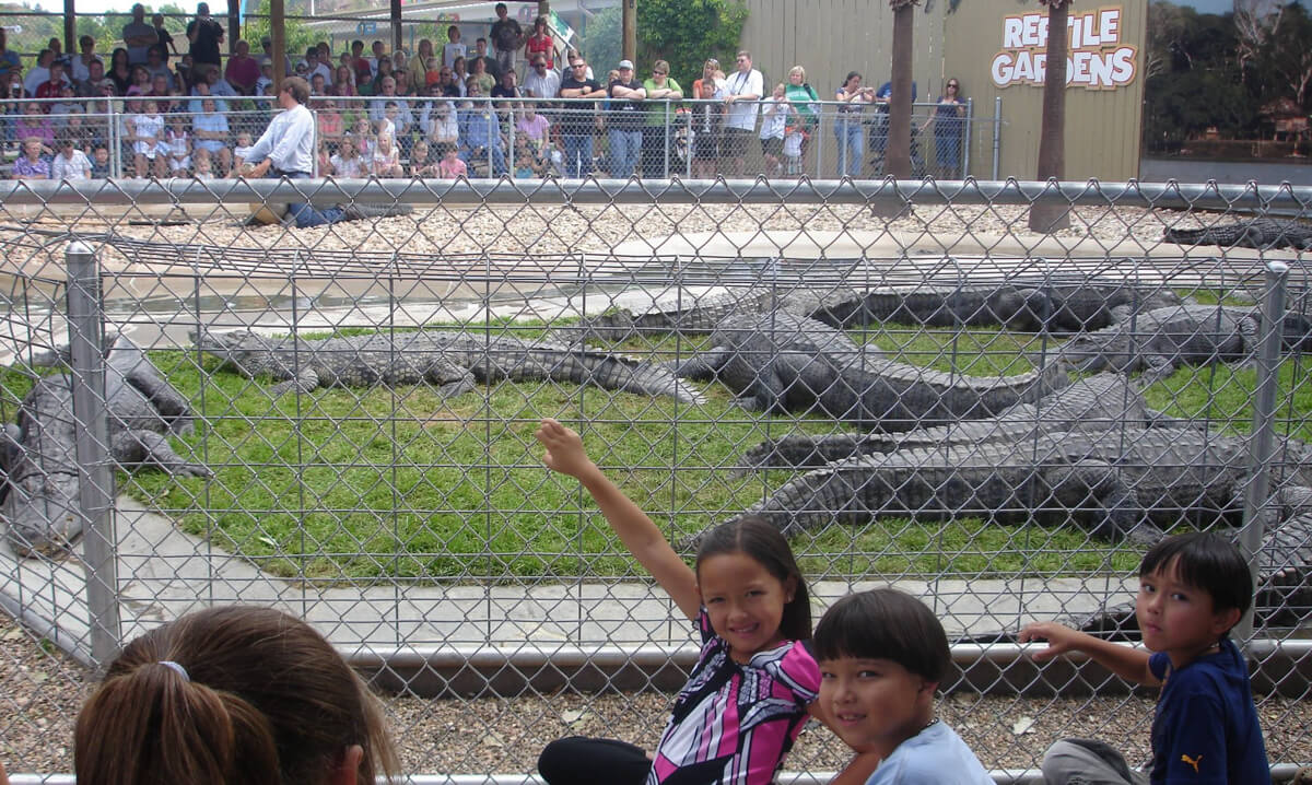 The best crocodile show