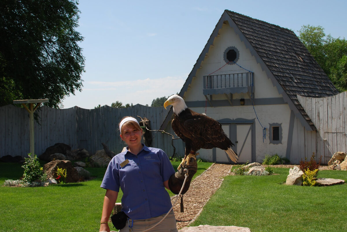 Bald Eagle at Bird show 07/19/2009