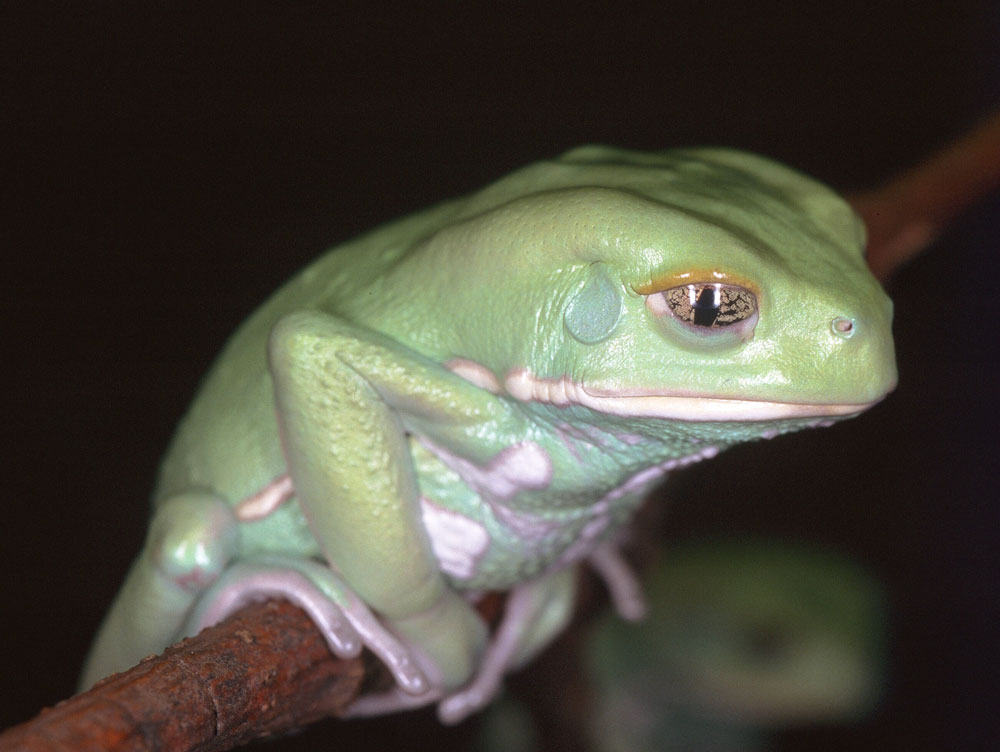 Dumpy Tree Frog
