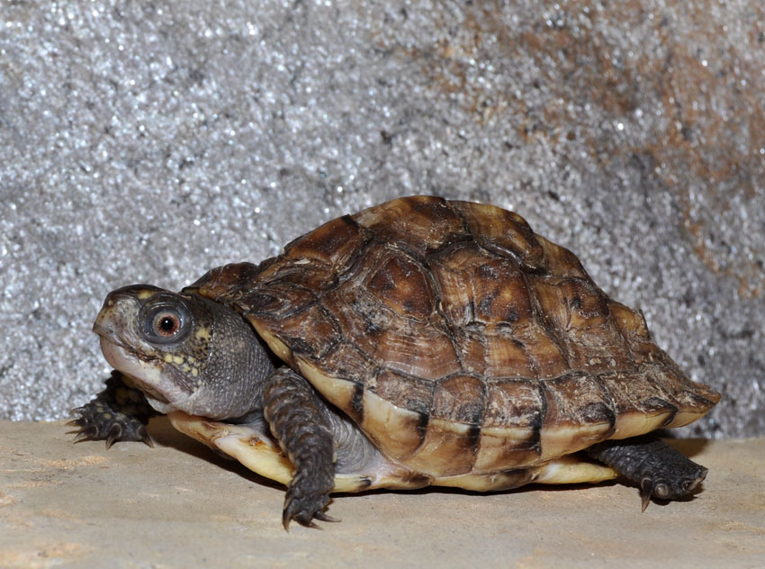 Eastern Box Turtle