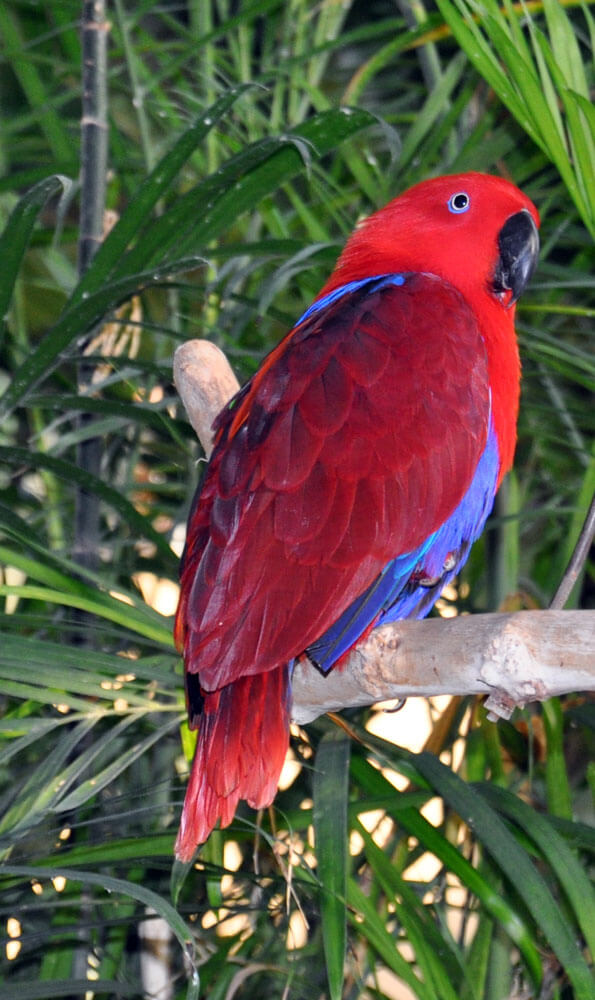 Eclectus