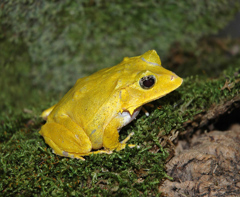 Eyelash Frog