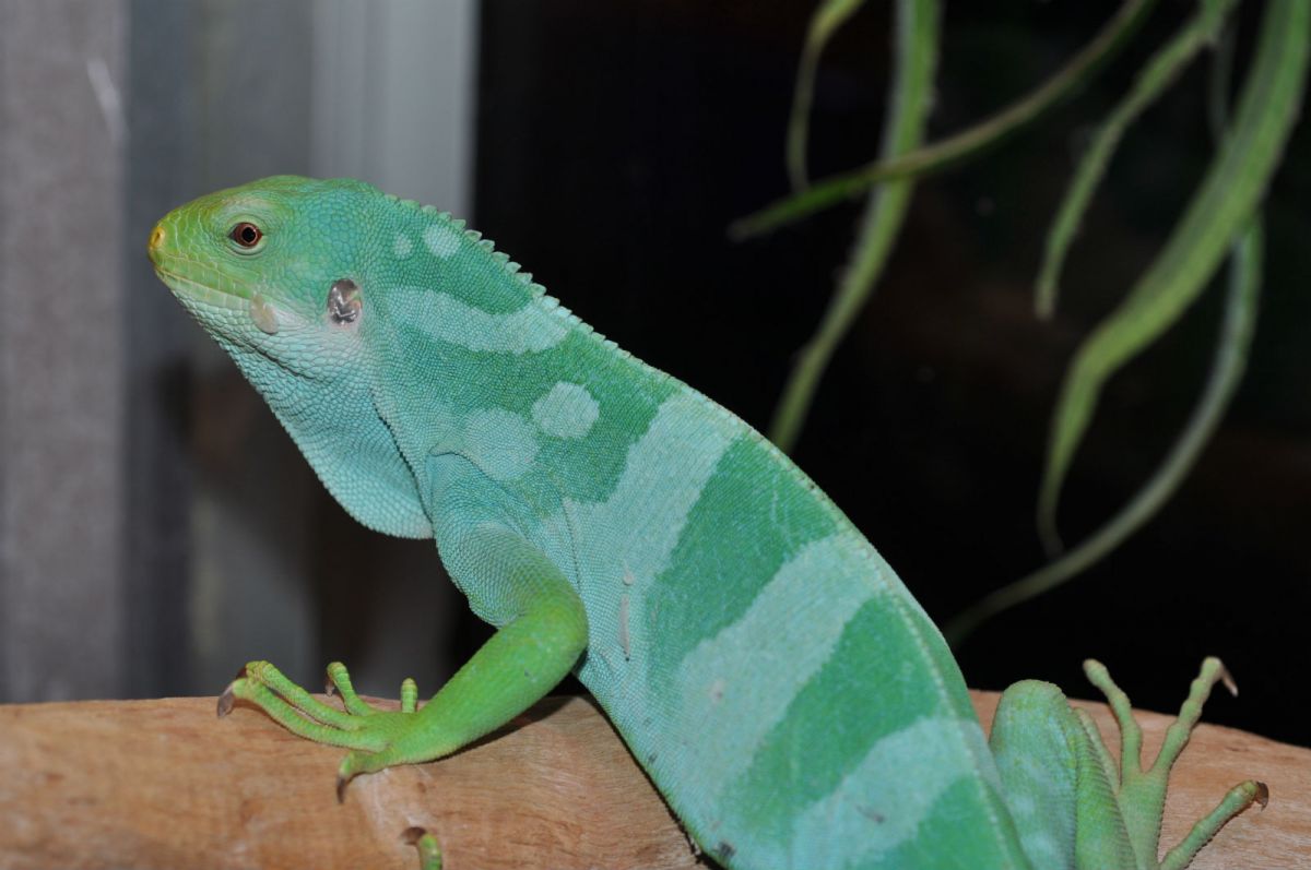 Fiji Iguana