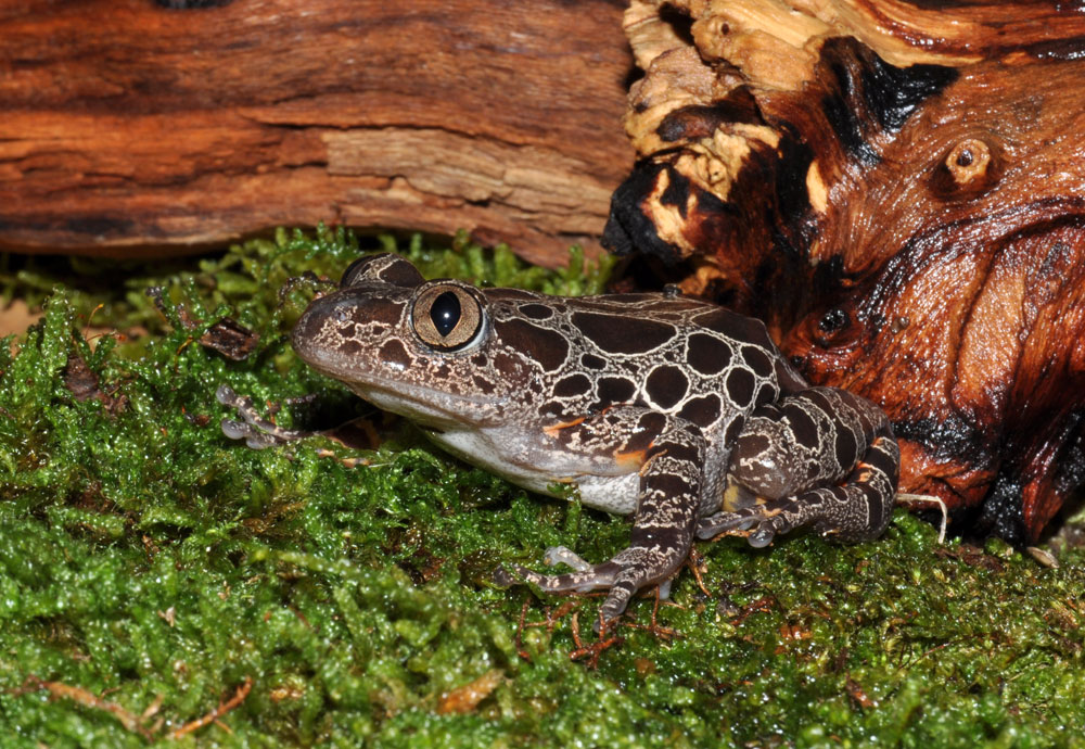 Fire Legged Running Frog