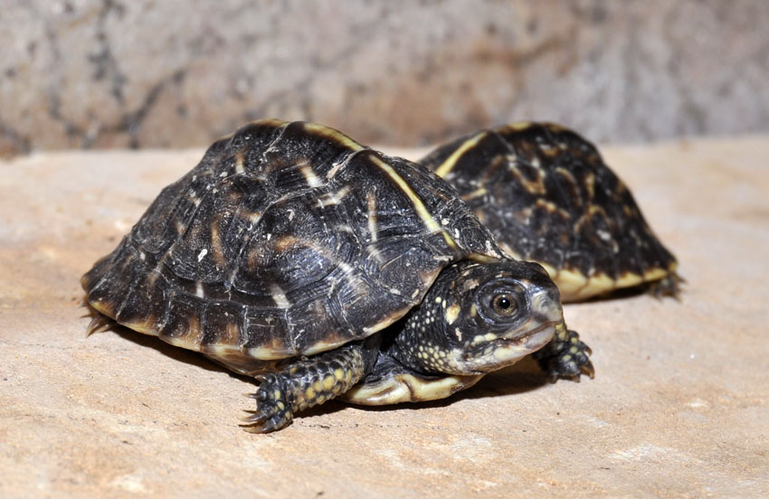 Florida Box Turtle