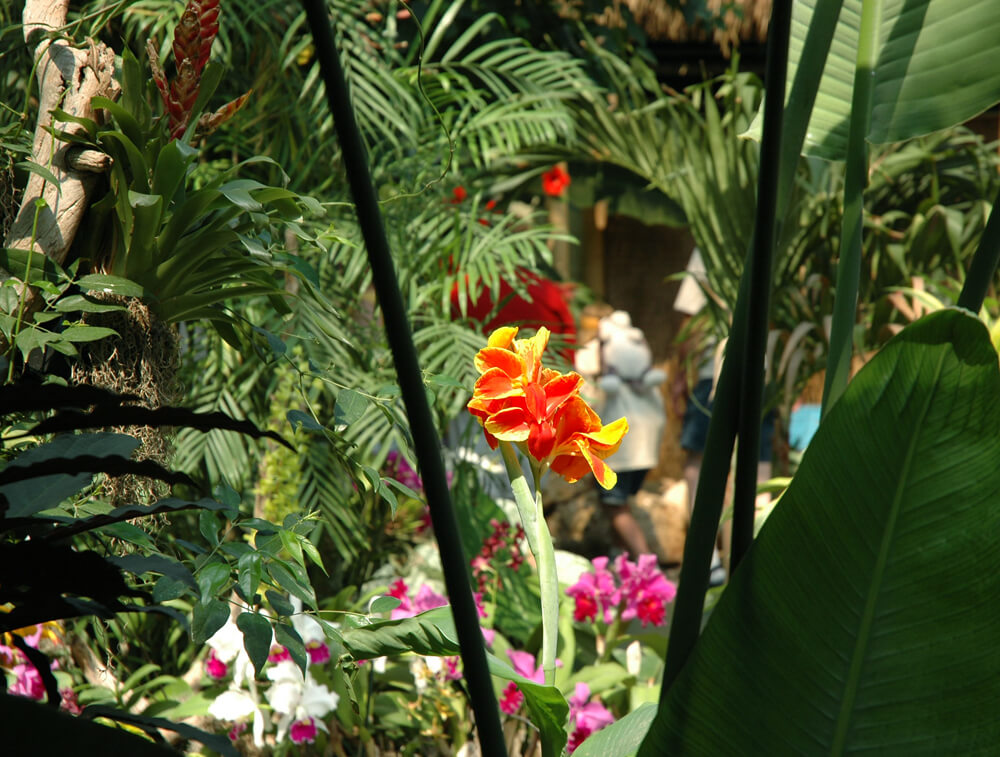 Sky Dome Flowers