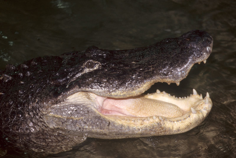 Alligator