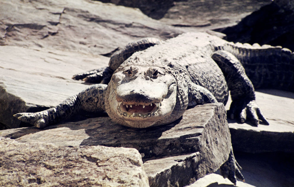 Alligator