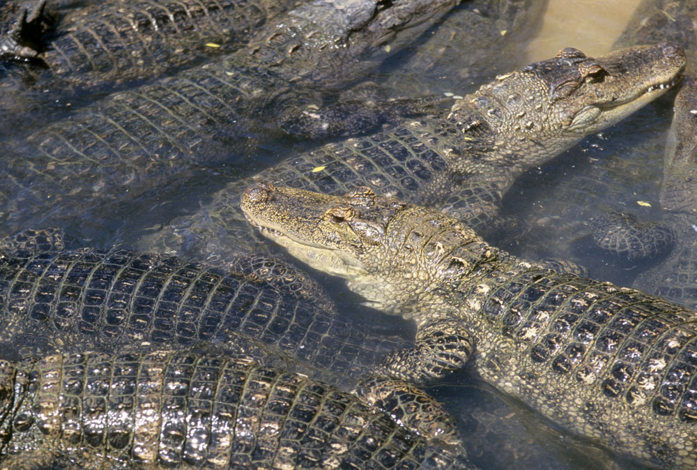 Alligators