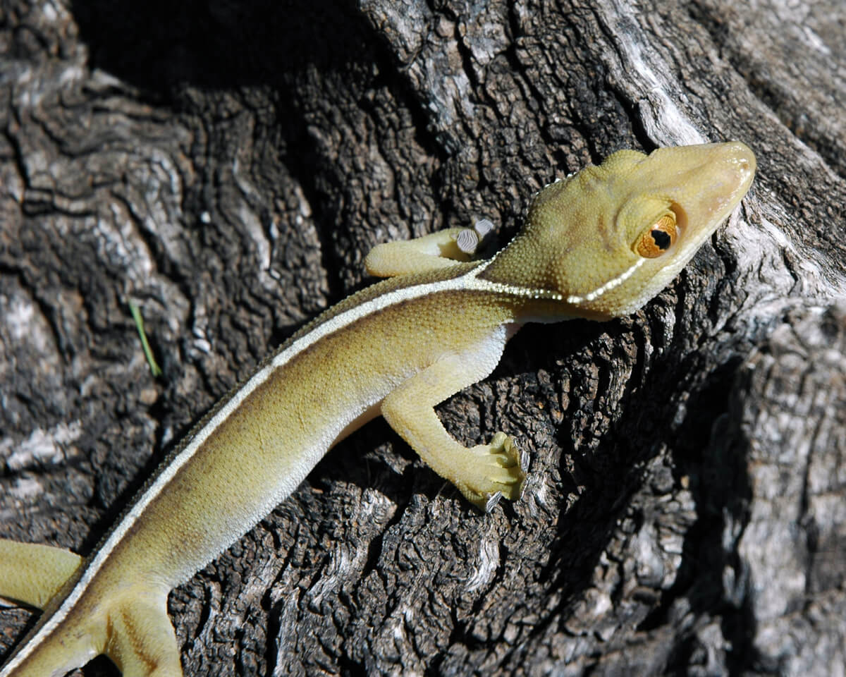 Image of a light green salamander with a white stripe down its back and crawling up a tree.