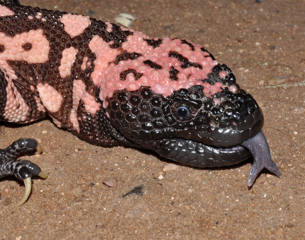 Gila Monster