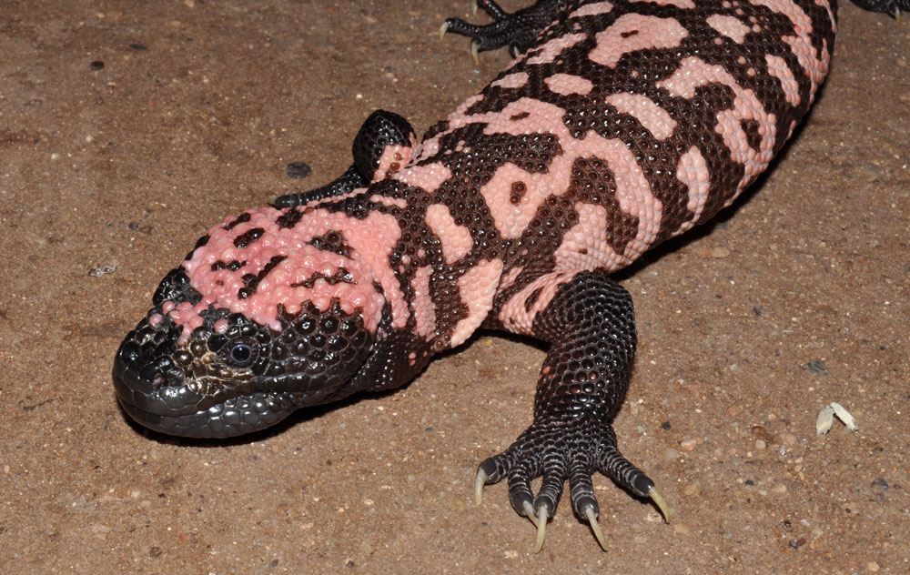 Gila Monster