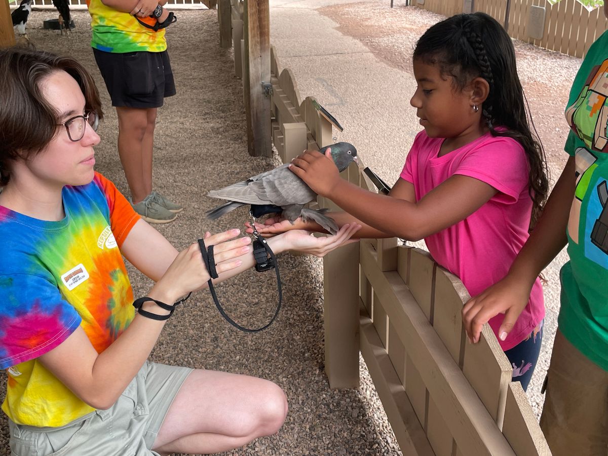 holding a pigeon
