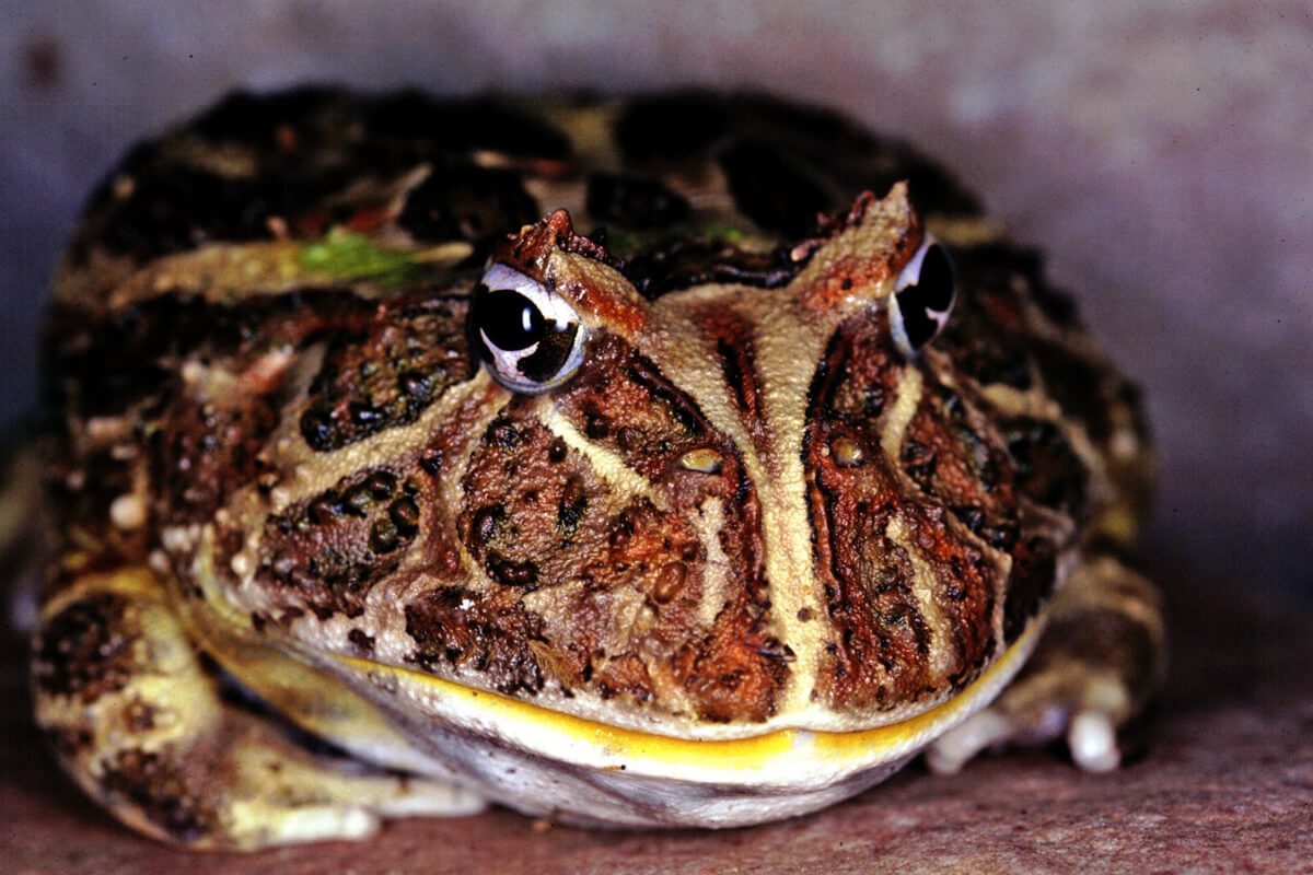 Horned Frog