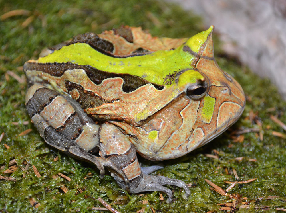 Horned Frog