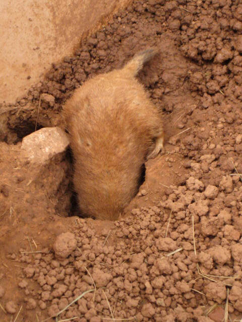 Prairie Dog Town