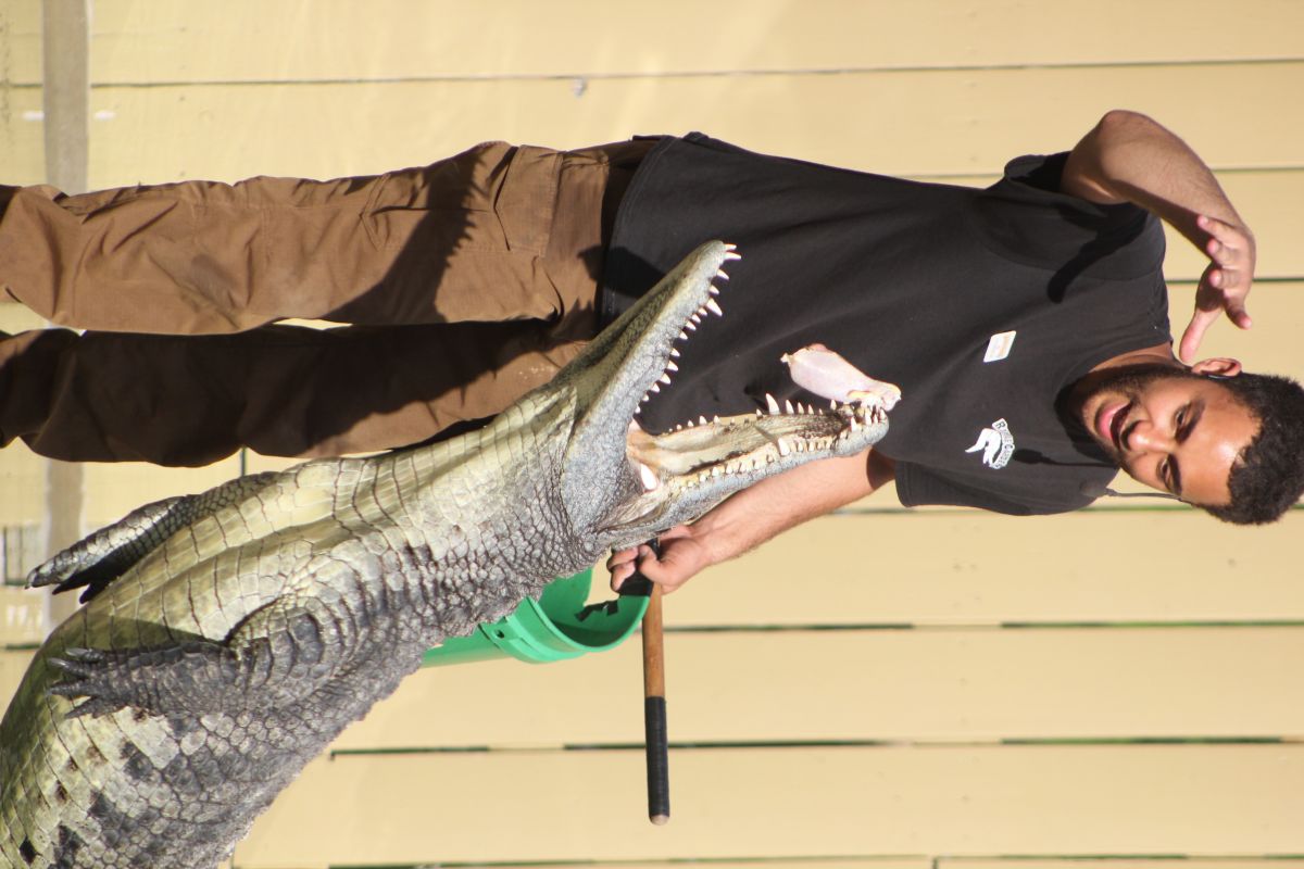 Gator jumps for food