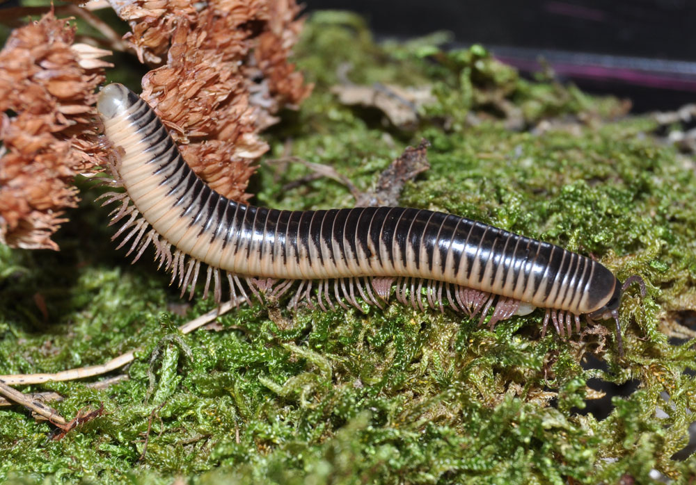 Ivory Millipede
