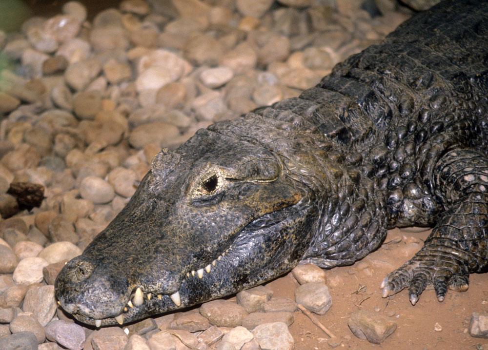Alligator | Crocodilian | Reptile Gardens | Reptile Gardens