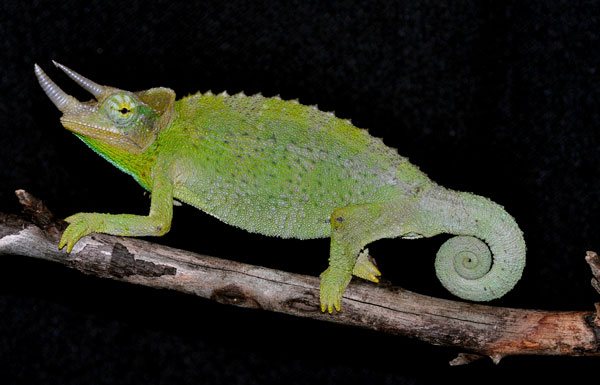 Jackson&#039;s Chameleon
