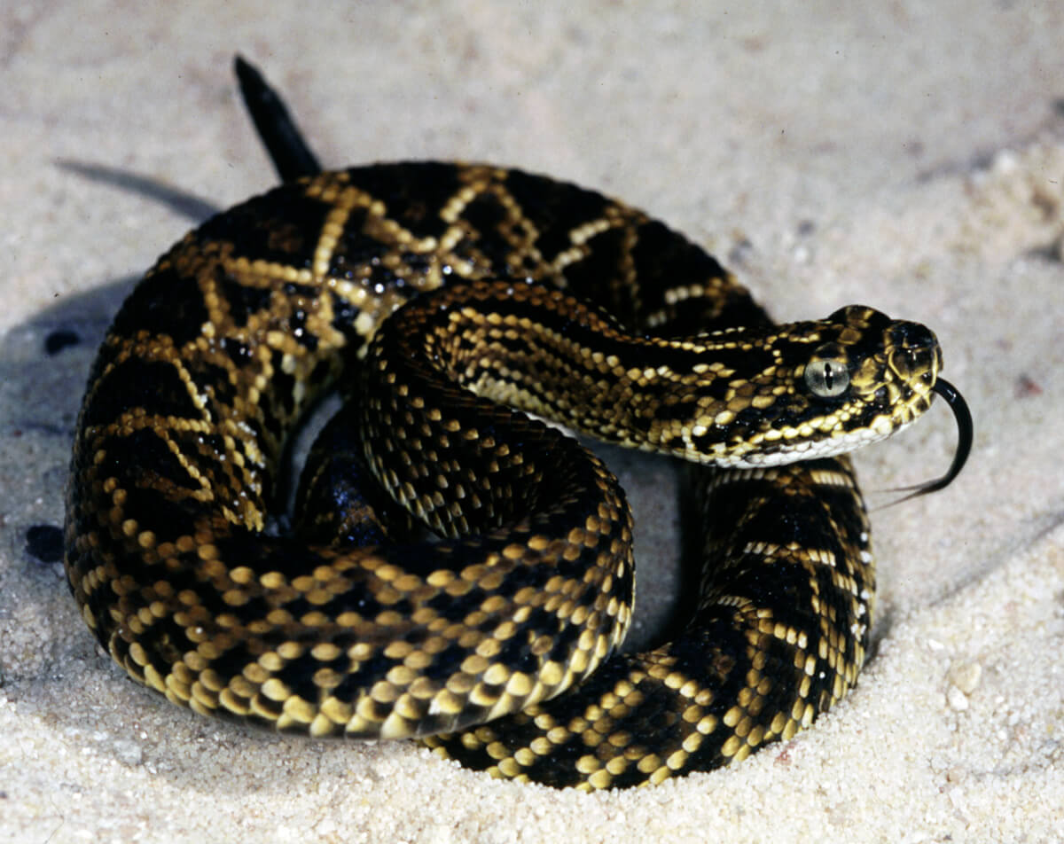 Juvenile Cascabel Rattlesnake