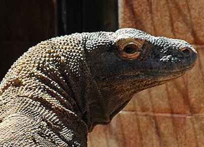 Komodo Dragon