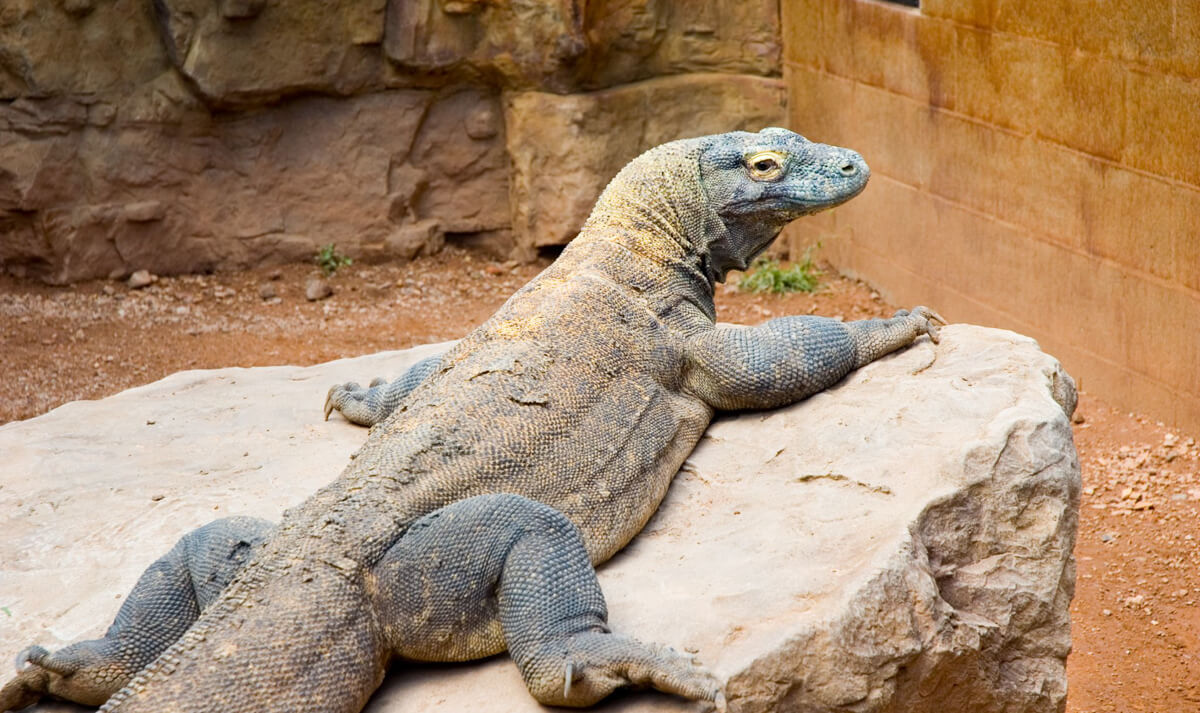 Komodo Dragon