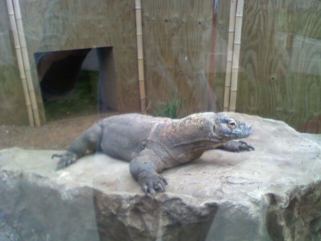 Komodo Dragon