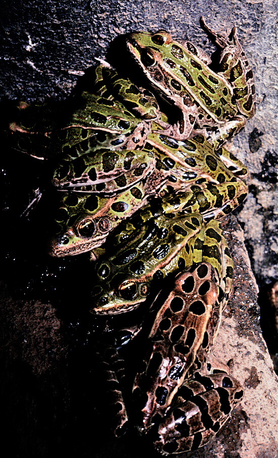 Leopard Frogs