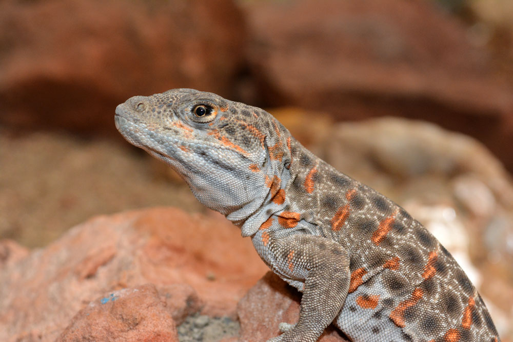 Leopard Lizard
