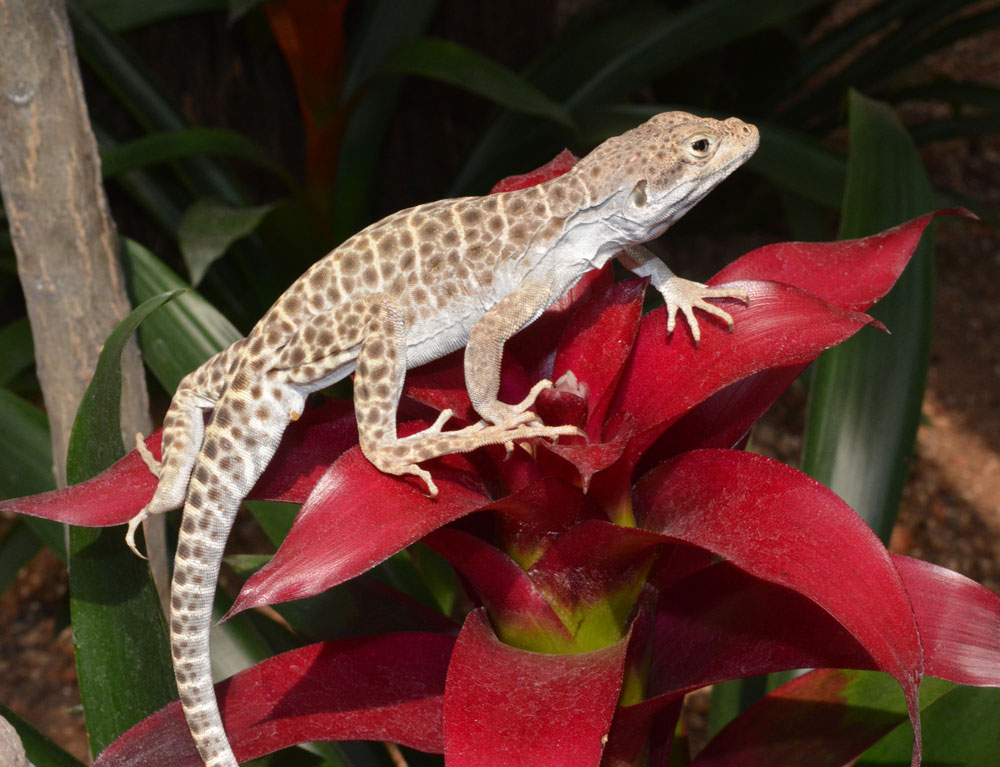 Leopard Lizard