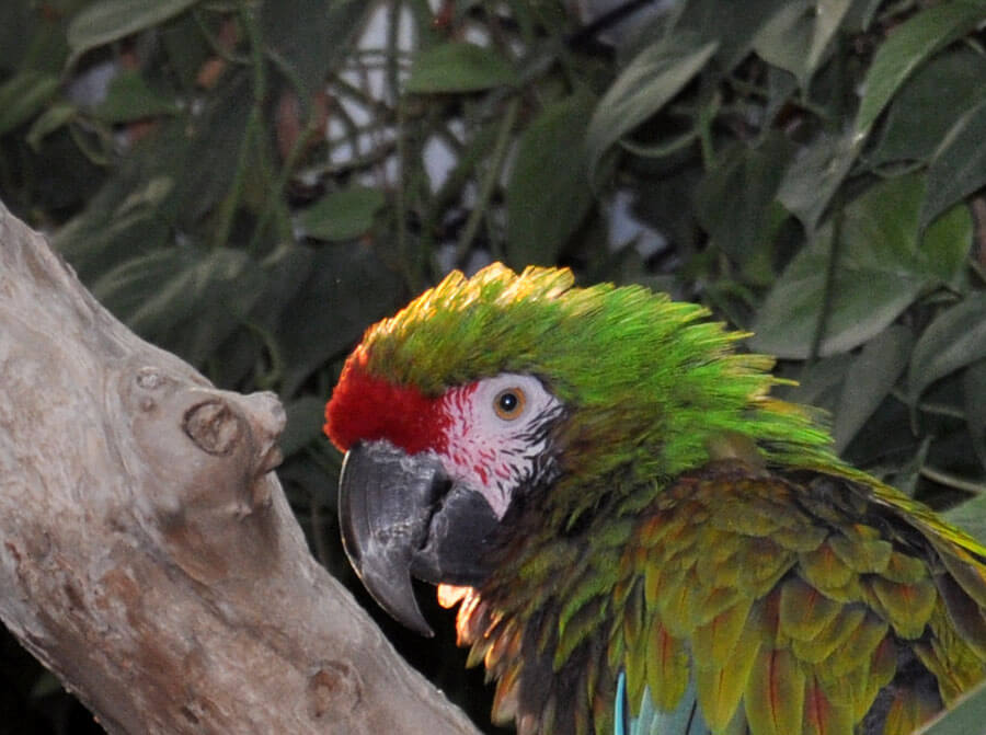 Sky Dome Macaw