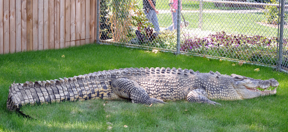 Crocodile Products  Croc City Crocodile & Reptile Park
