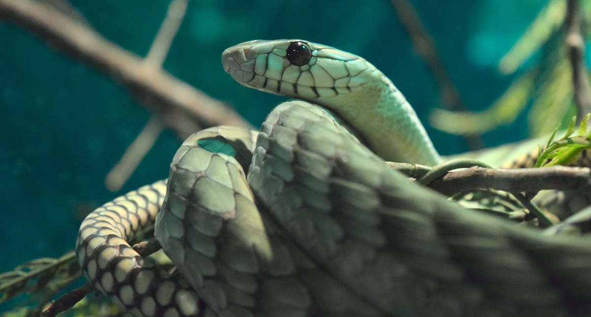 A coiled mamba viewed from the side