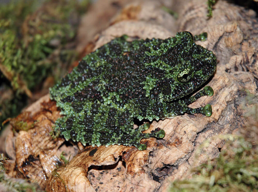 Mossy Frog