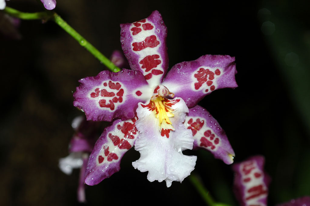 Oncidium Orchid