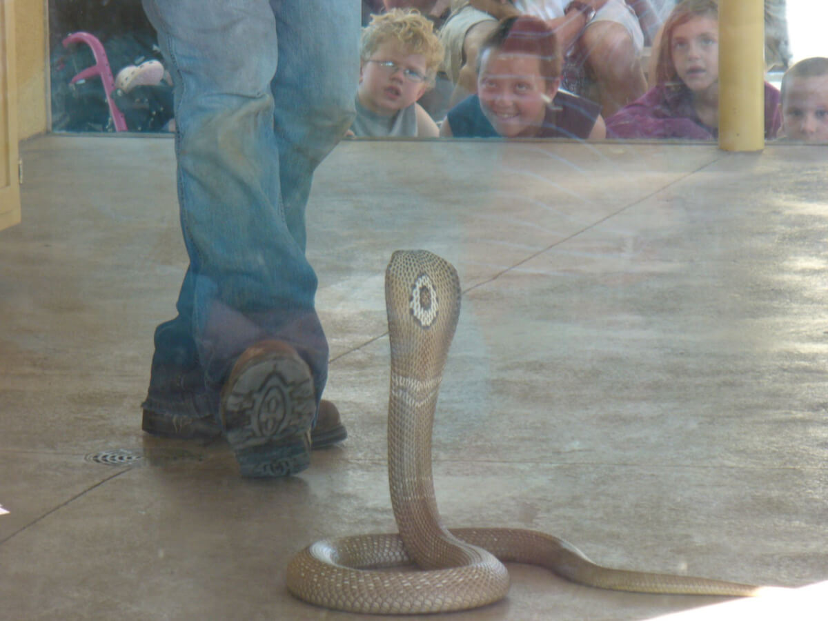 Snake Show 2