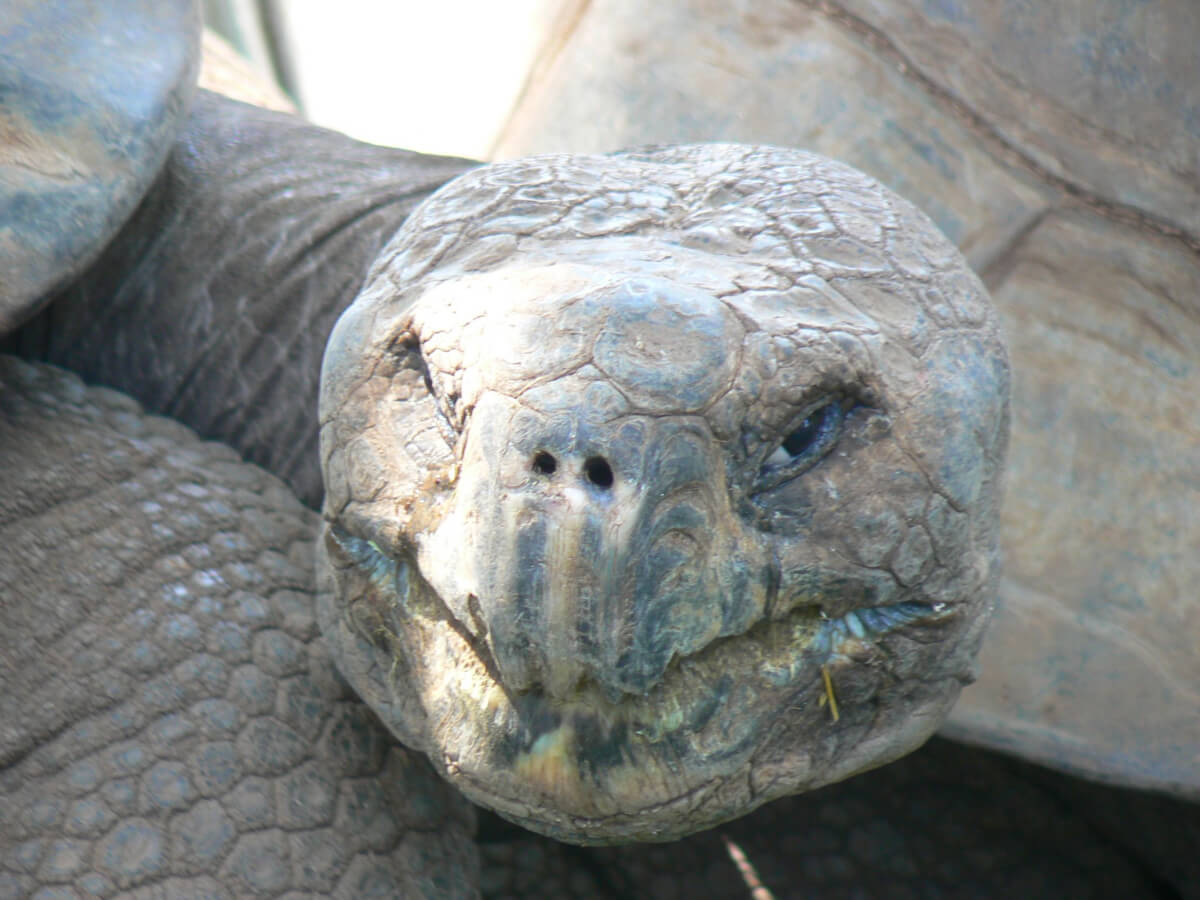 Giant Tortoise