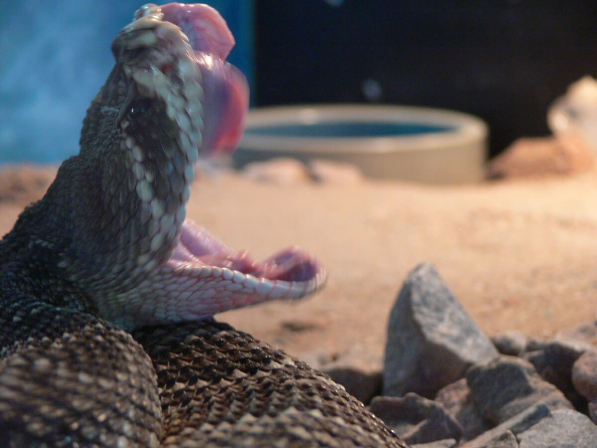 Eastern Diamondback Rattlesnake