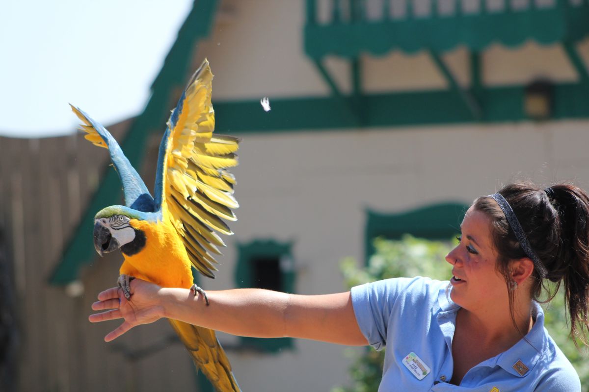 Blue &amp; Gold Macaw