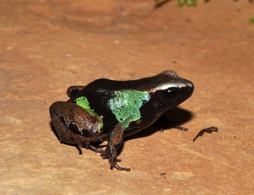 Painted Mantella