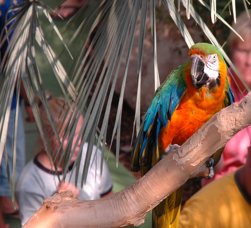 Sky Dome Macaw