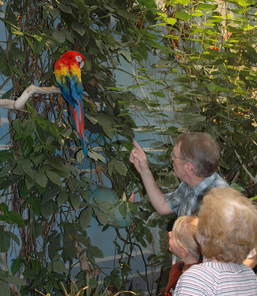 Sky Dome Macaw