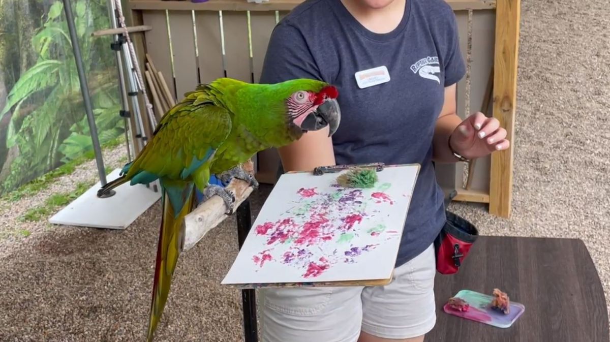 Feeding a parrot
