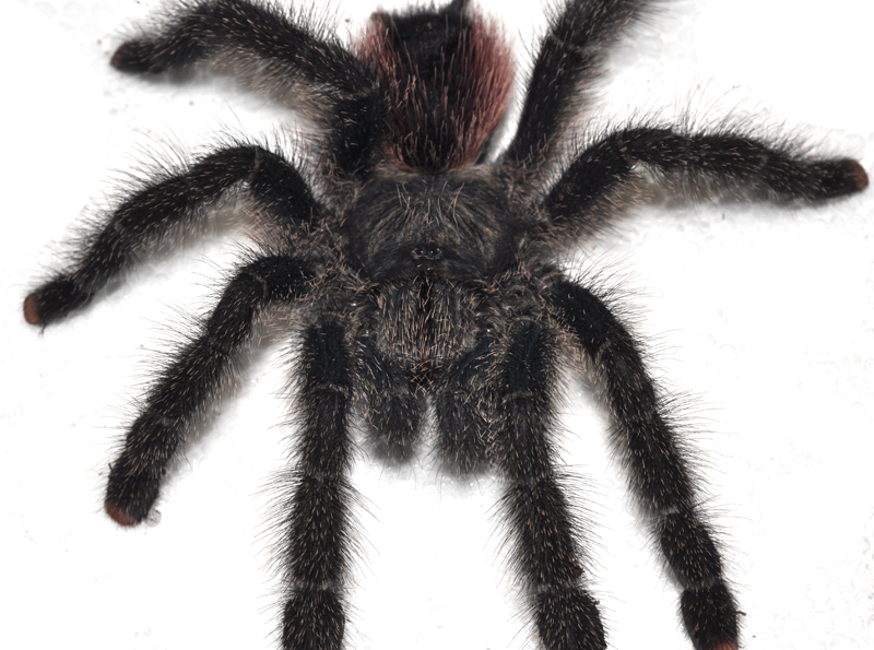 Peruvian Pink Toe Tarantula