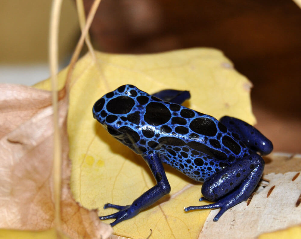 Poison Arrow Azureus