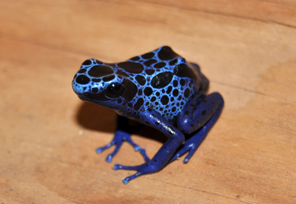 Poison Arrow Azureus